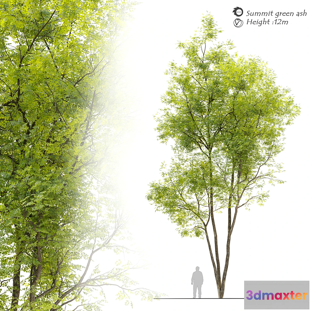 1463164 - Summit green ash (Fraxinus pennsylvanica Summit) 3D Max