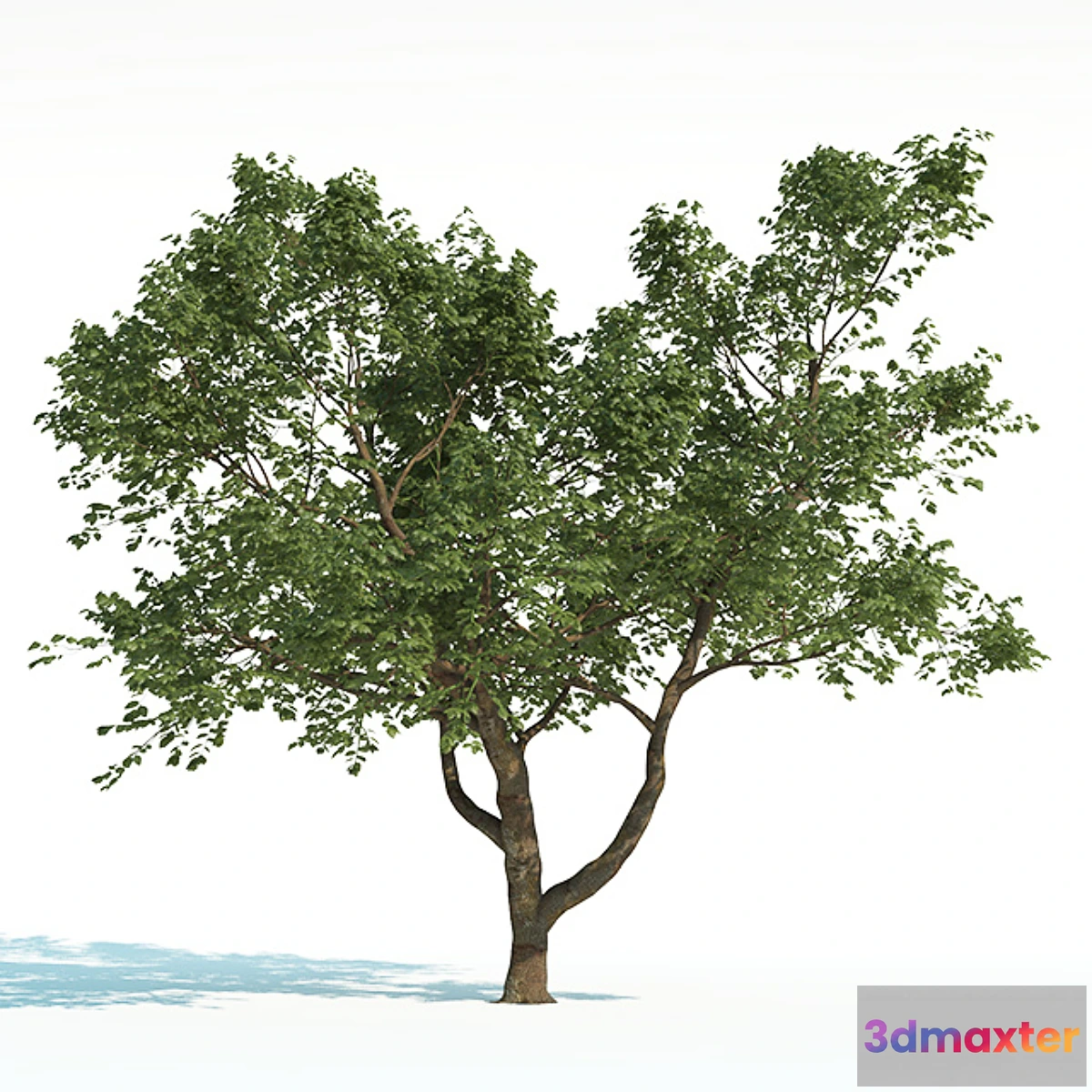 1463236 - Tree Common 02 (2 of 3) 3D Max