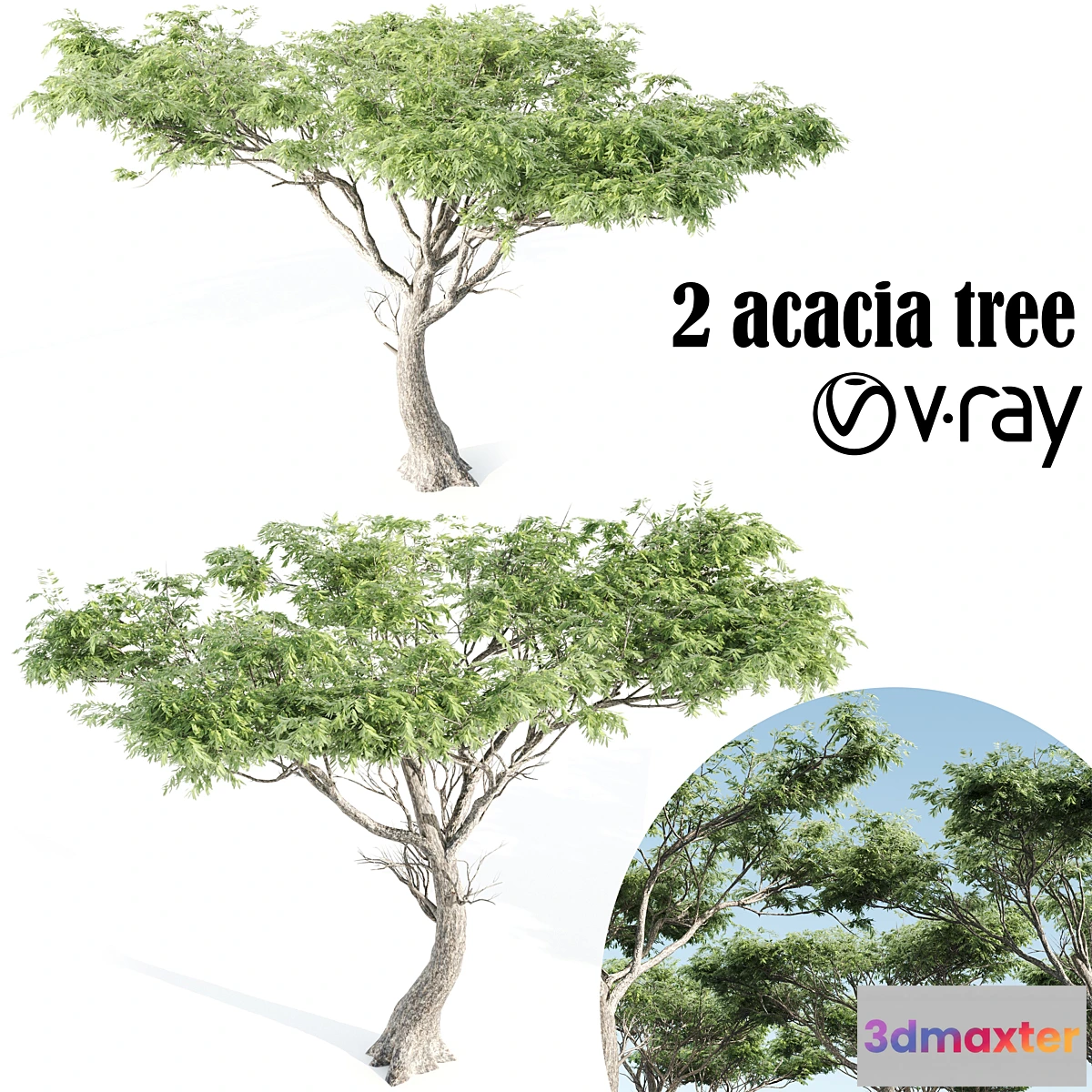 1463804 - High quality Acacia-vray 3D Max