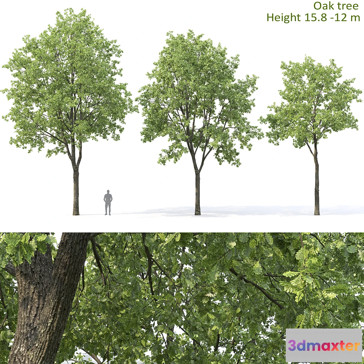 1465024 - Oak 3D Max