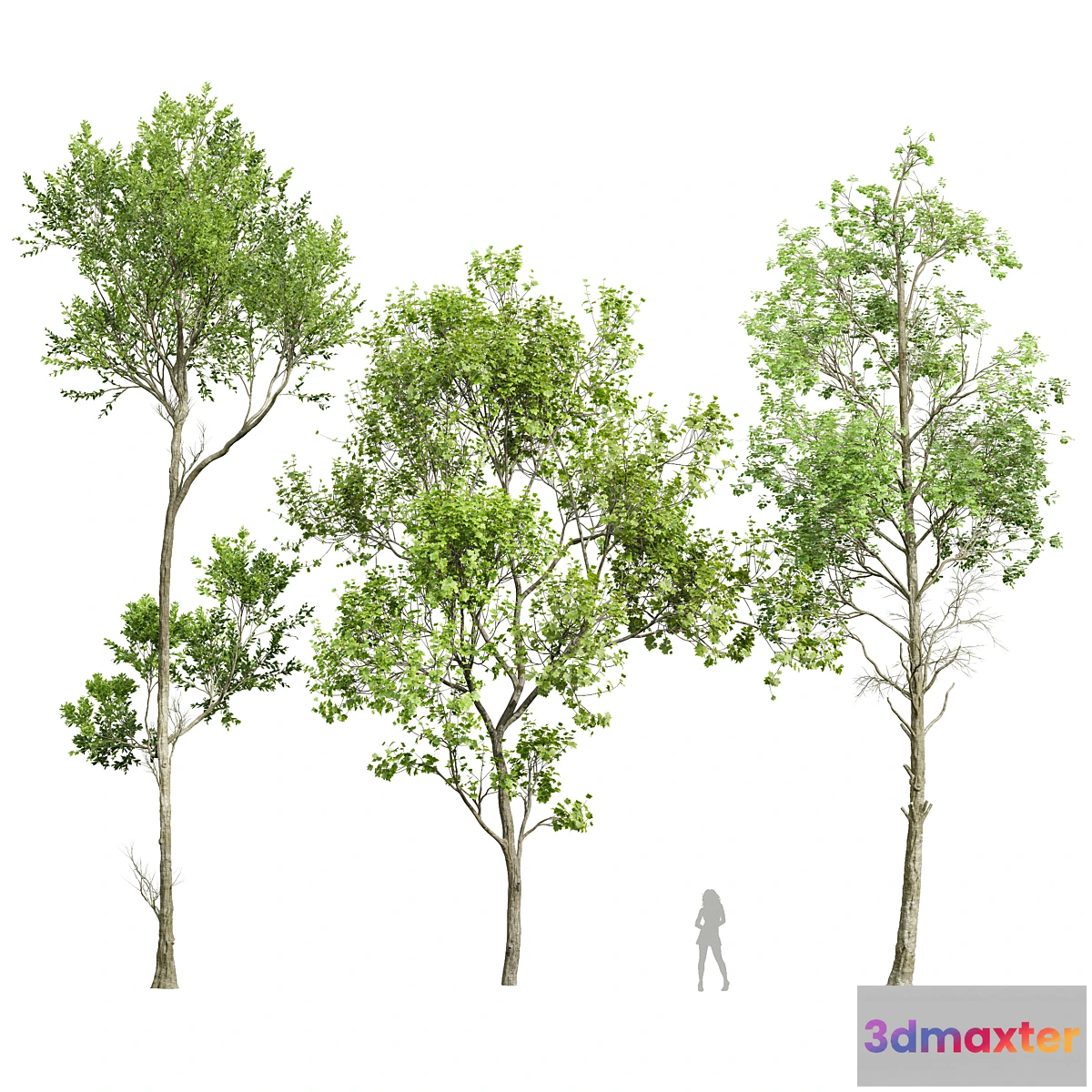 1465432 - spring trees 2 3D Max