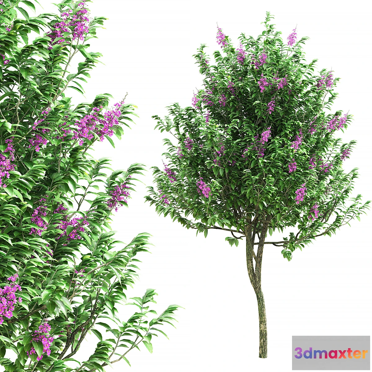 1466034 - Lagerstroemia speciosa tree 3D Max