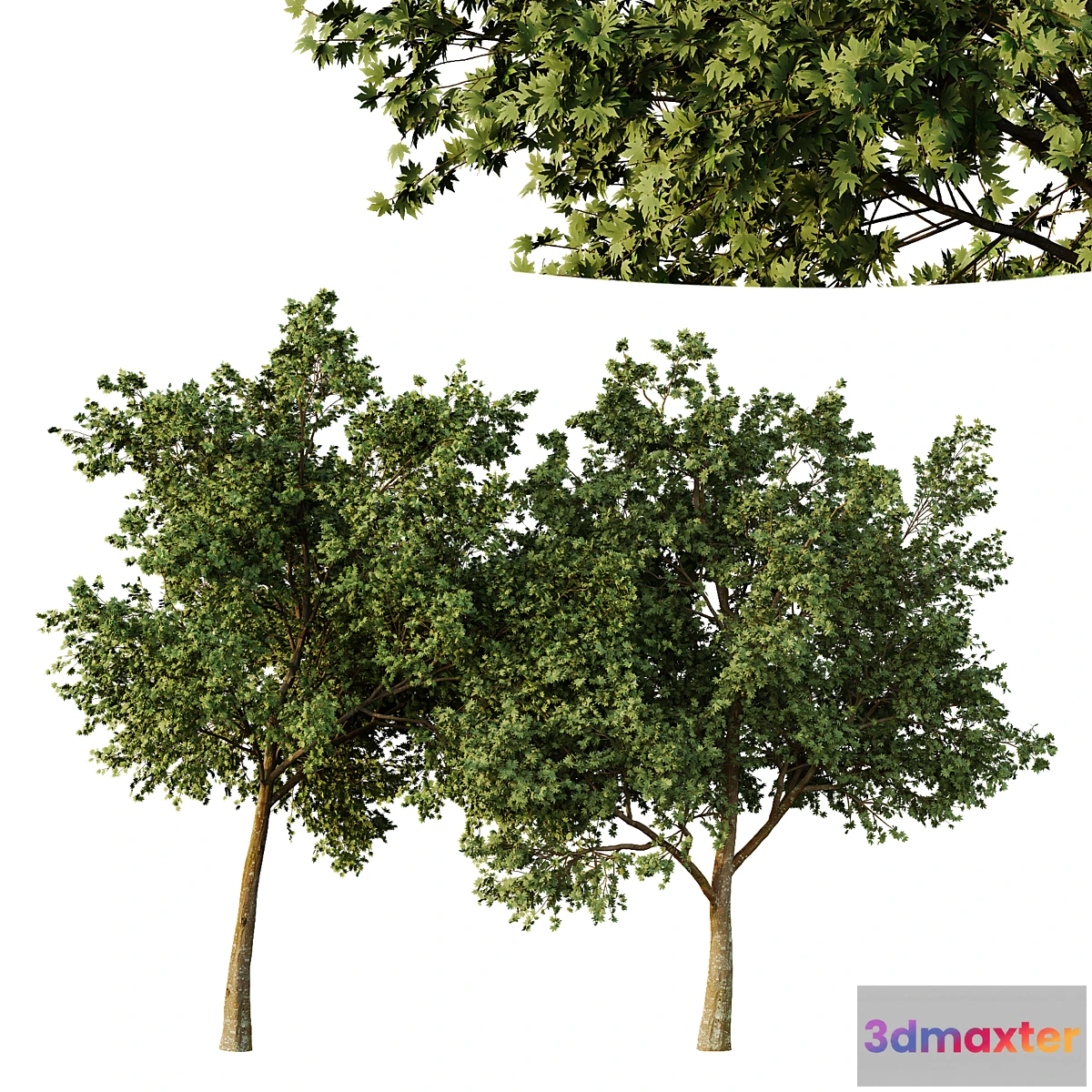 1466076 - Acer pseudoplatanus Tree01 3D Max