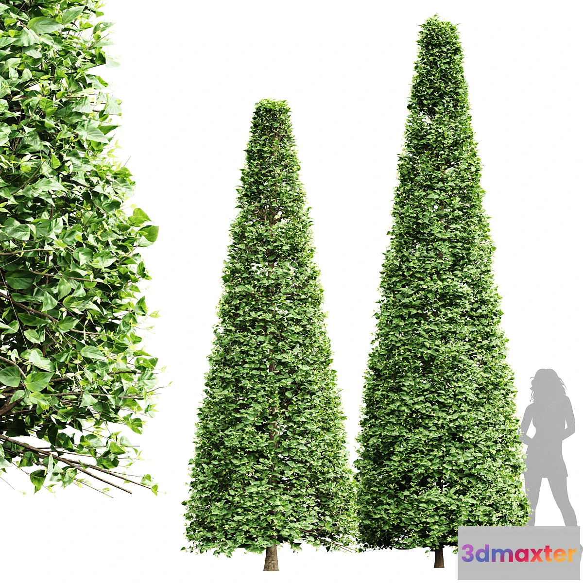 1467046 - New Tree High detail Carpinus Betulus Broadleaf Conical 3D Max