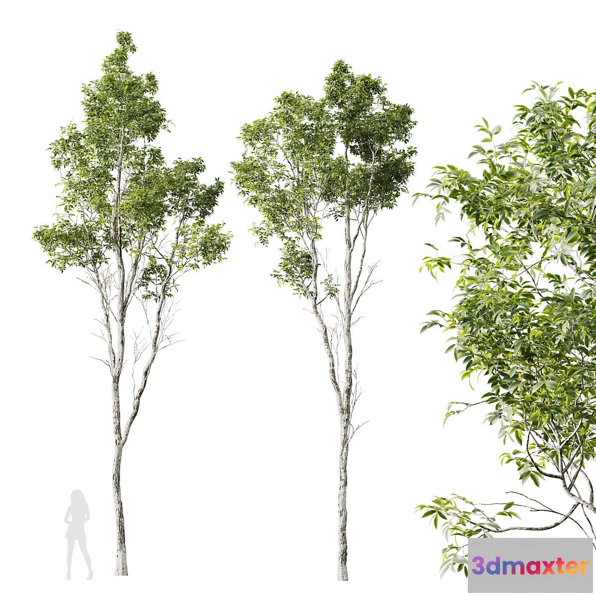 1467106 - HQ Plants Castanea Sativa 3D Max