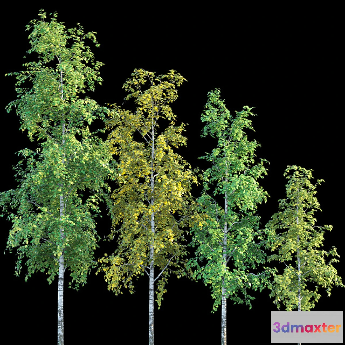 1467684 - Birches 3D Max