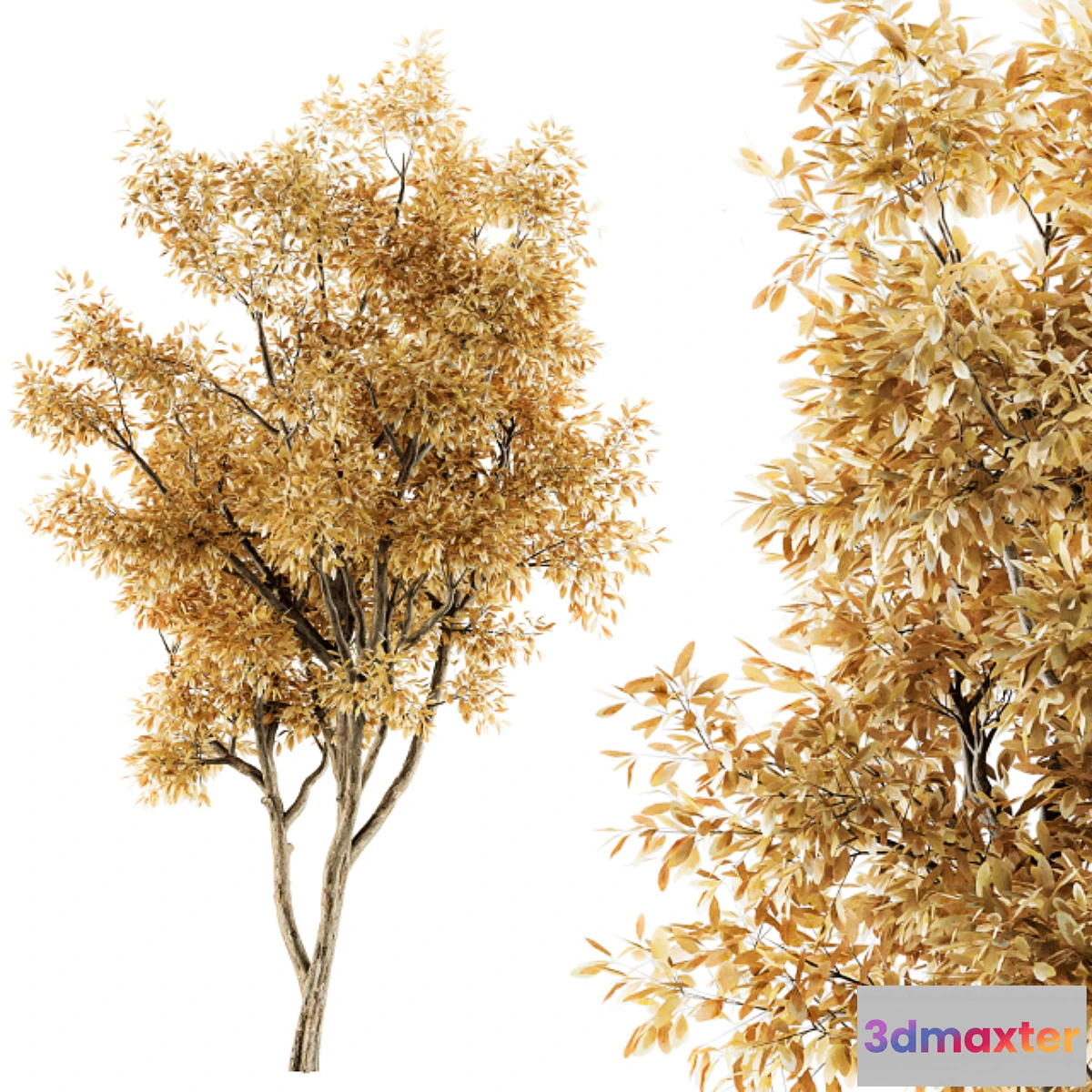 1468612 - Tree Broadleaf Fall- Set 20 3D Max