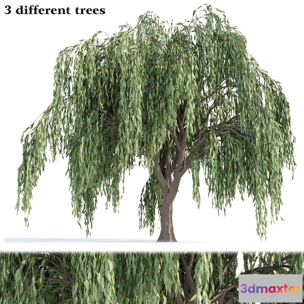 1468624 - Weeping willow trees collection vol 115 3D Max