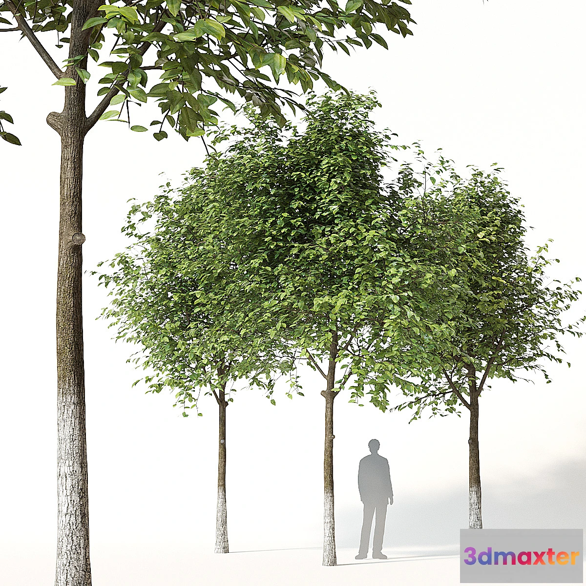 1469444 - Trees 1 3D Max