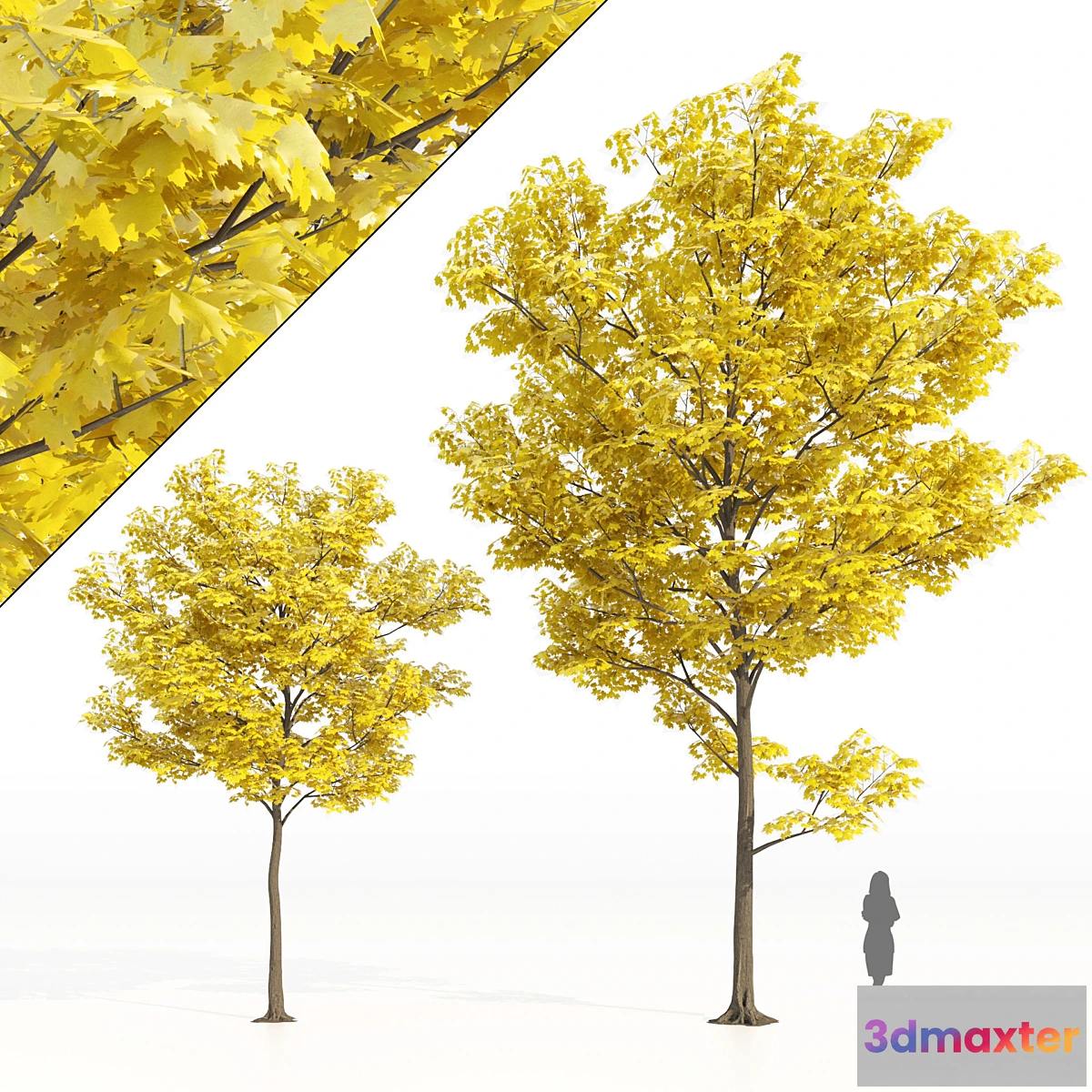 1470746 - Yellow leaf trees 3D Max
