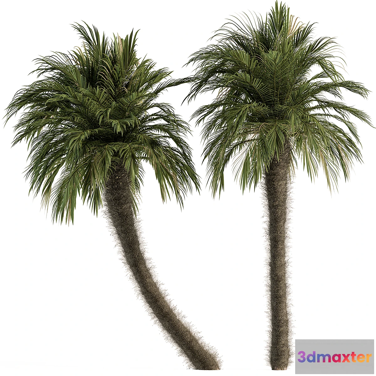 1471272 - Big palm Date Tree Fluff Bark - Tree Set 87 3D Max