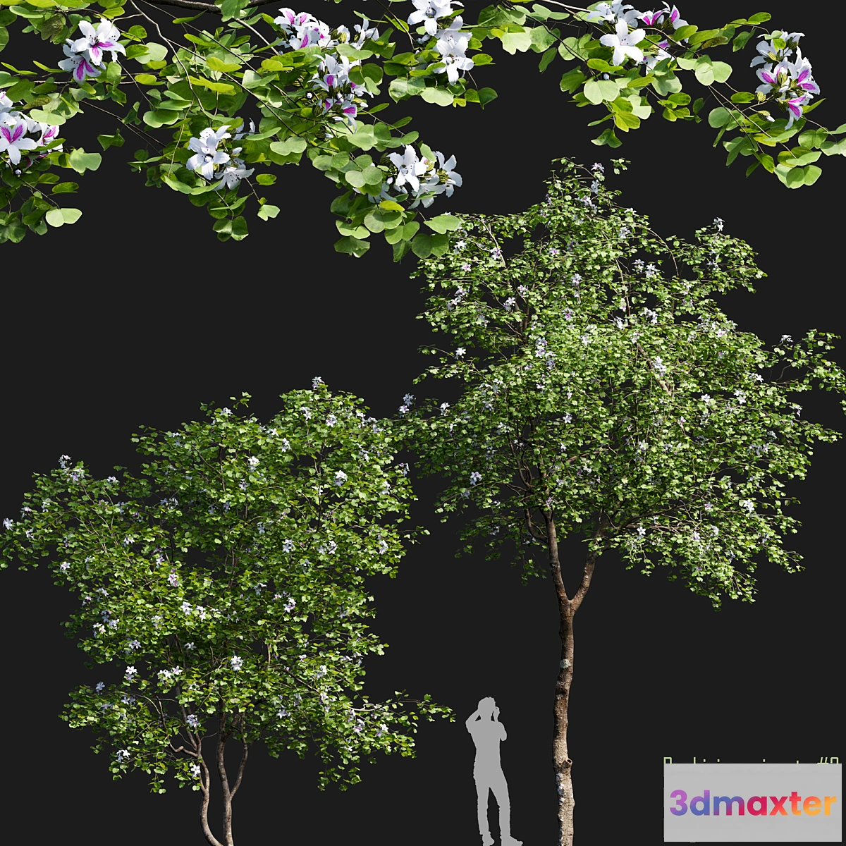 1472616 - Bauhinia variegata # 1 3D Max