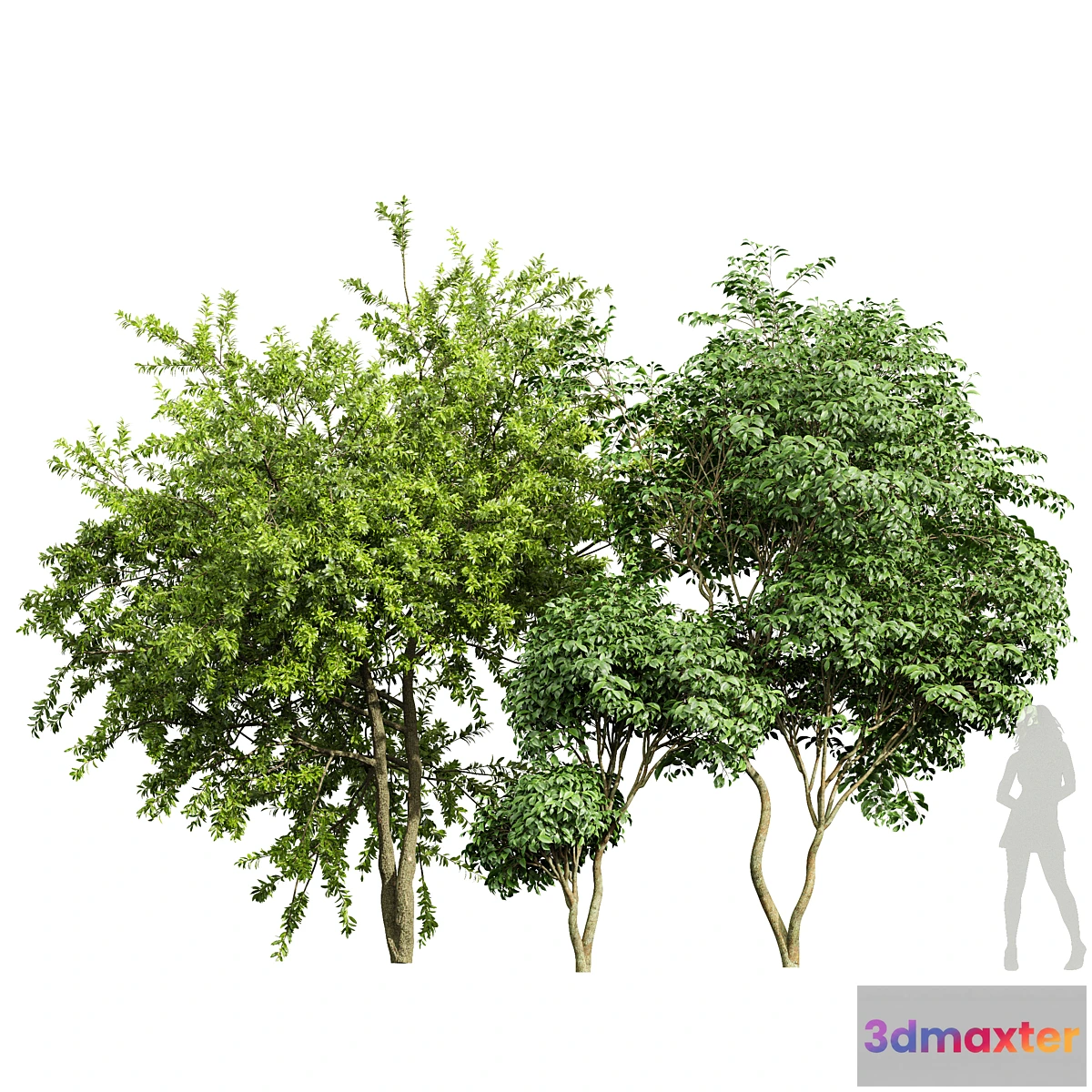 1474916 - Japanese Cherry Leaf and Water gum-3 trees 3D Max