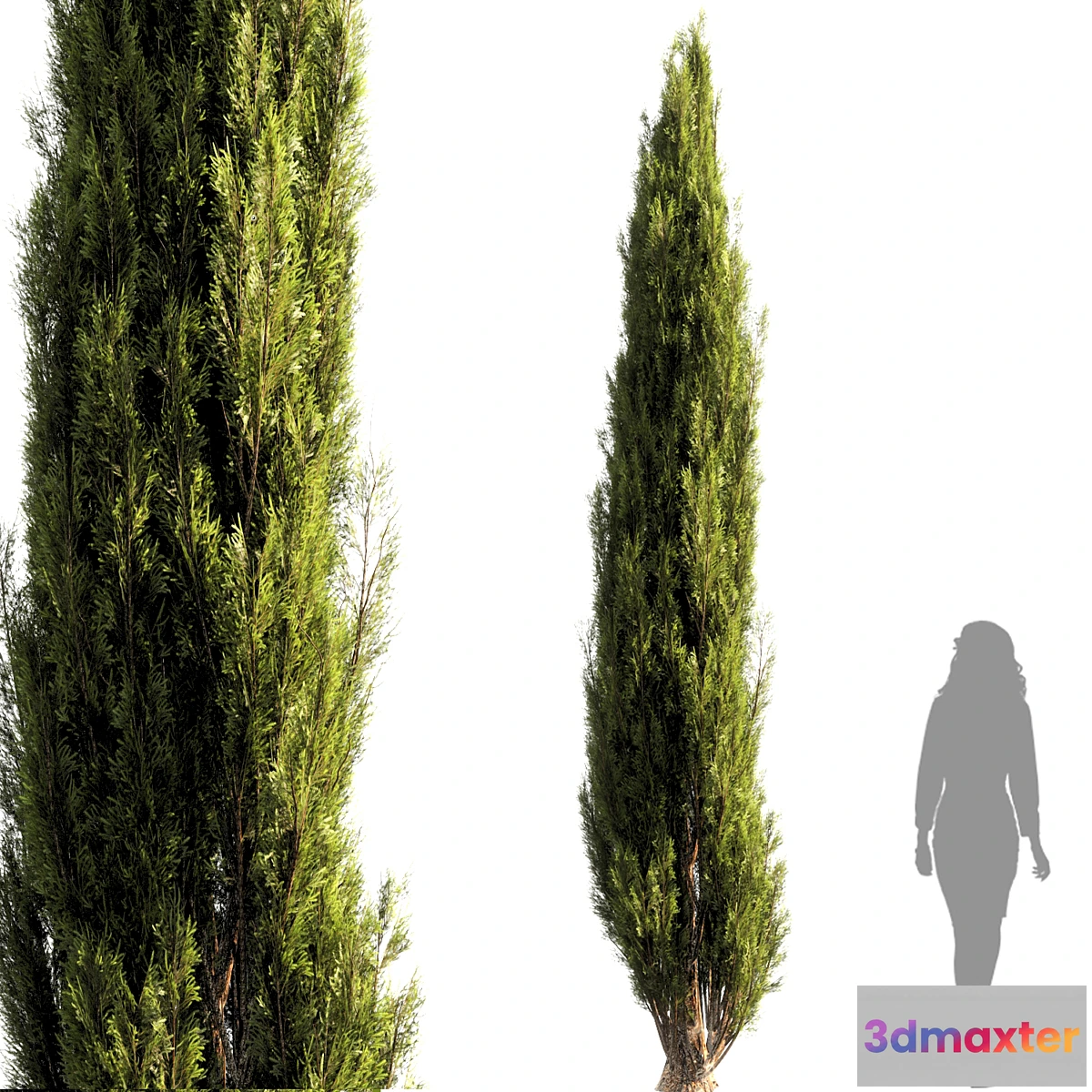 1475838 - bush tree 010 3D Max