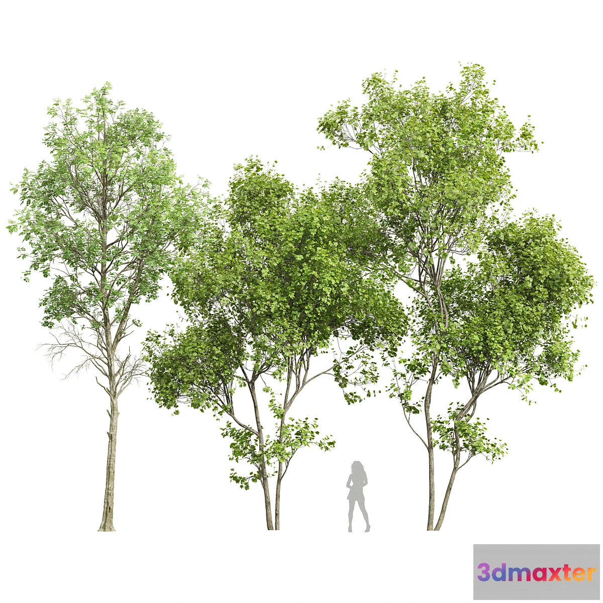 1476626 - Fagus Sylvatica and Acer Saccharinum Summer 3D Max