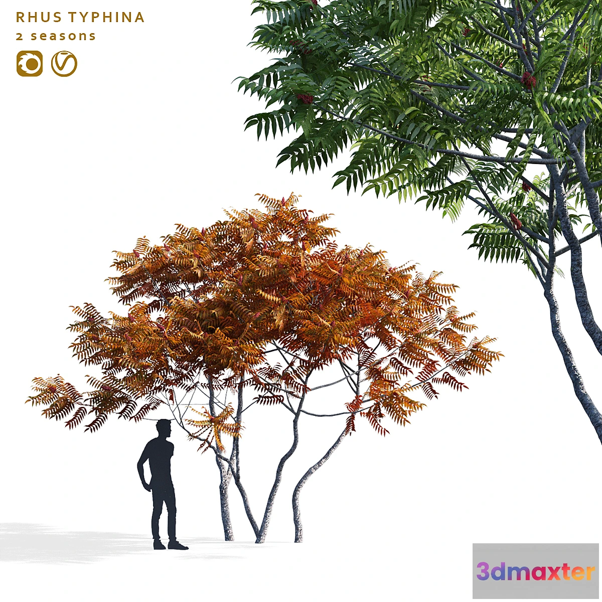 1476806 - Deer-horned sumac  Rhus typhina 2 seasons 3D Max