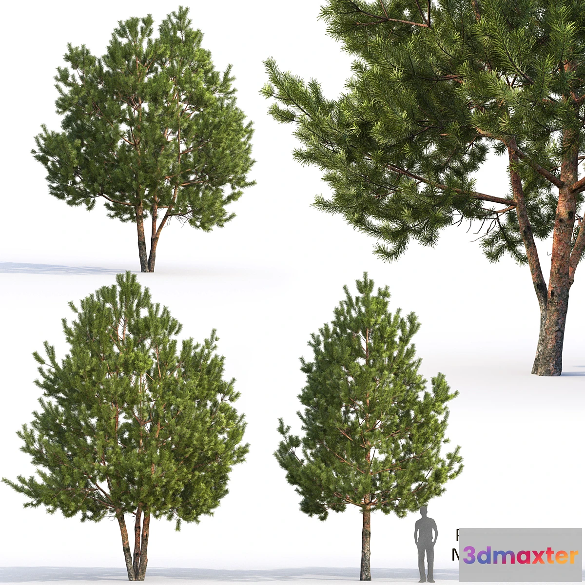 1477980 - Pine 3D Max