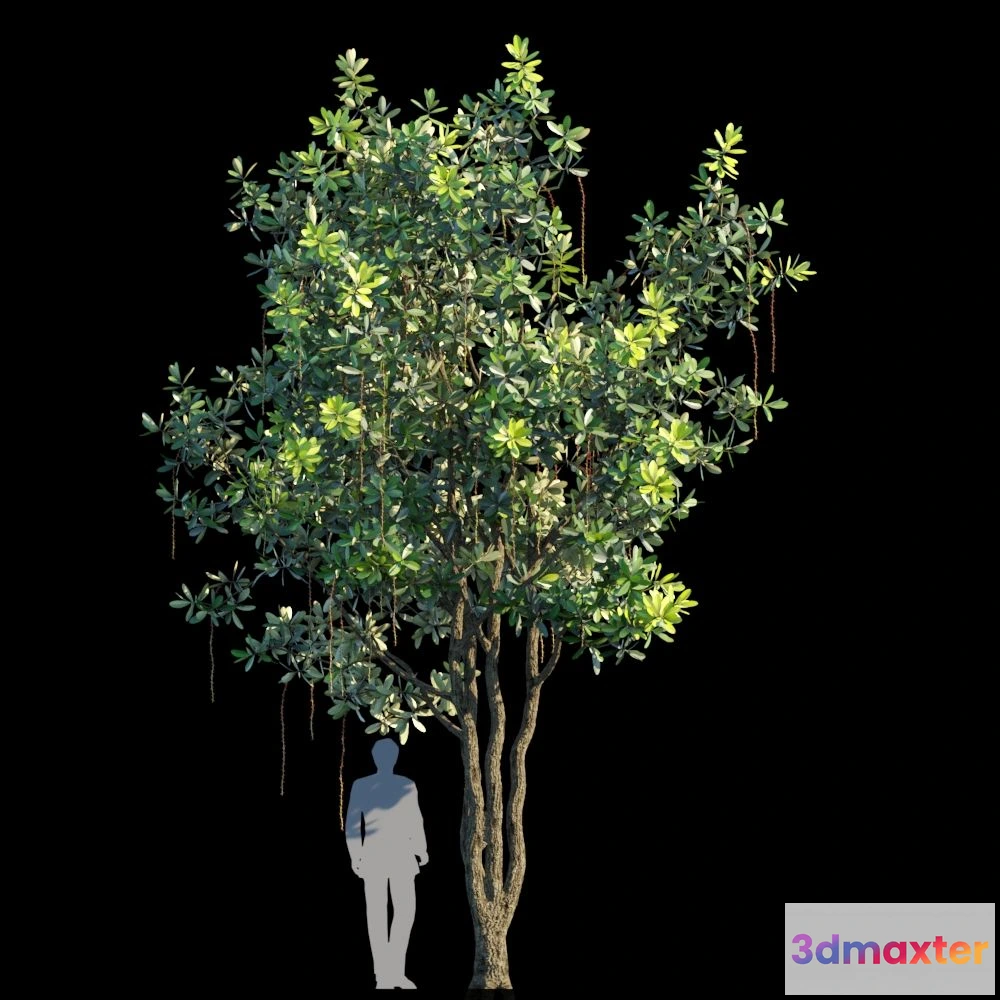 1538960 - Barringtonia acutangula var 1 3D Max