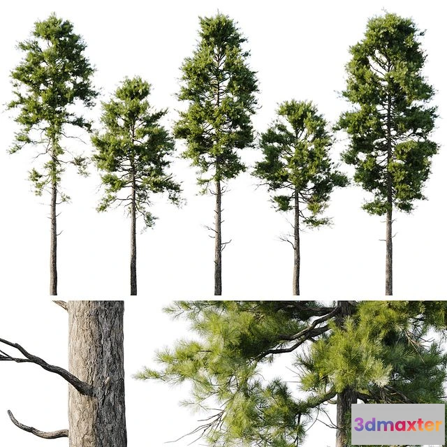 1539383 - Pine 18m and 12m 3D Max
