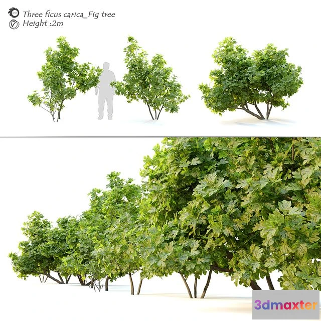 1540079 - Ficus carica (fig tree) _2 3D Max