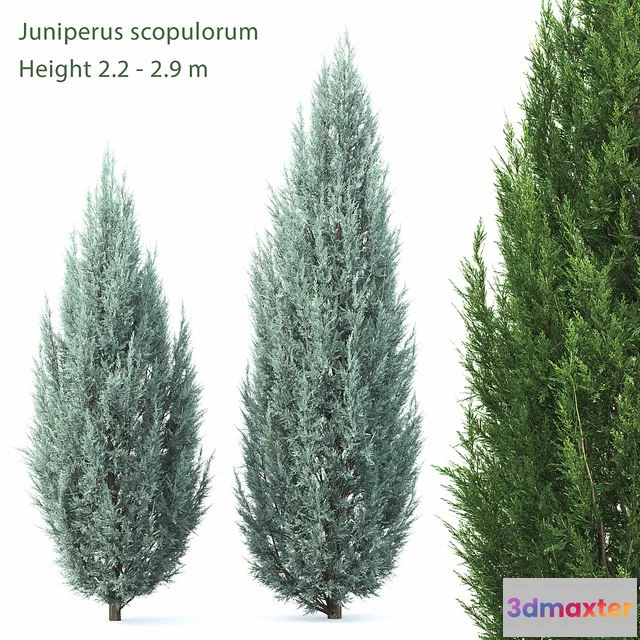 1540301 - Juniperus 3D Max