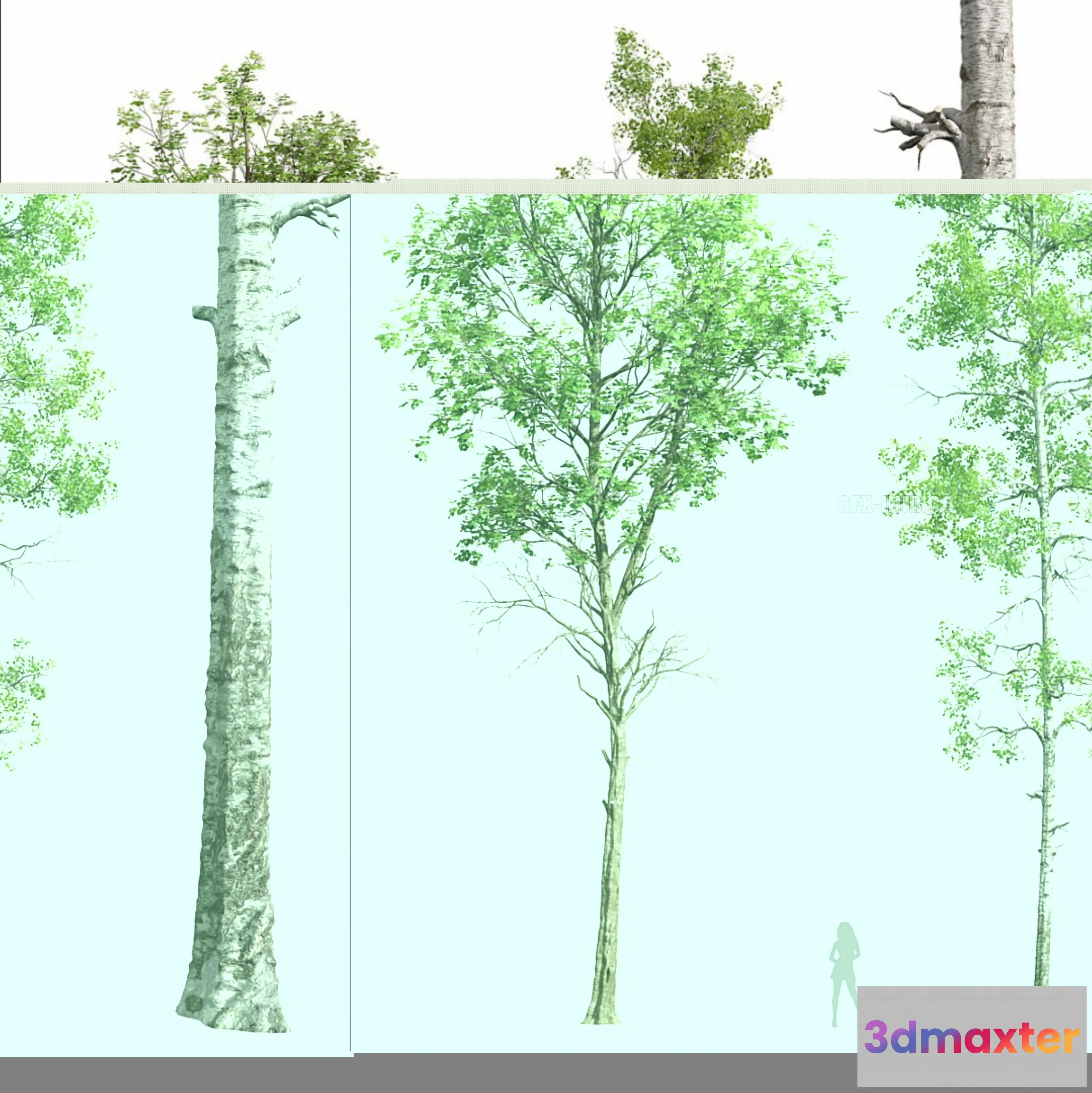 1541403 - Fagus Sylvatica and Populus Tremuloides 3D Max