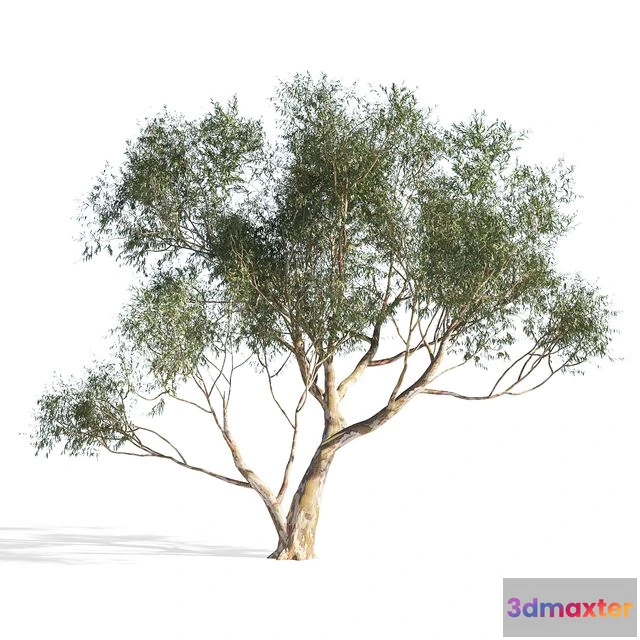 1541885 - Eucalyptus 6 3D Max