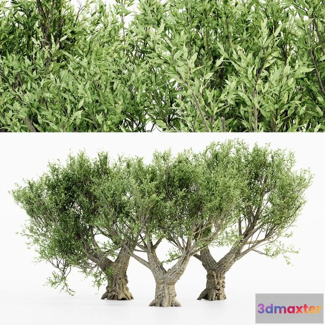 1542199 - African Olive tree 3D Max