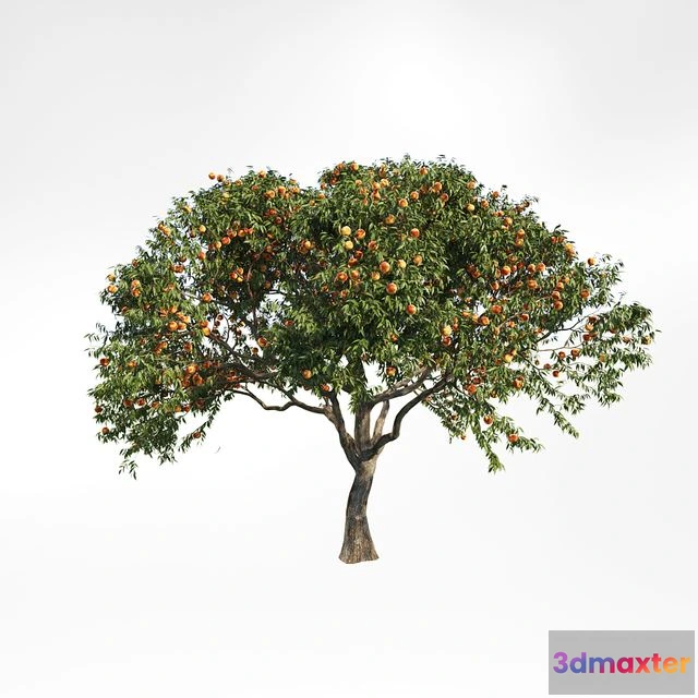 1543145 - Peach tree 2 3D Max