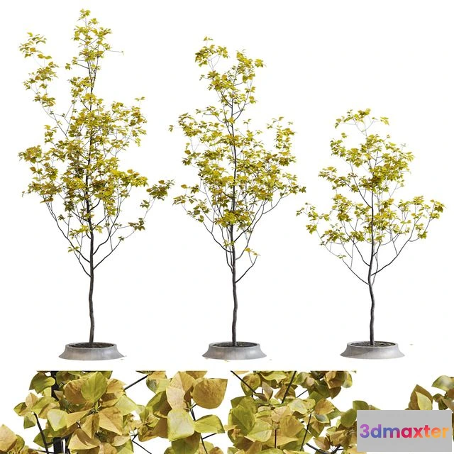 1543183 - Poplar young 3D Max