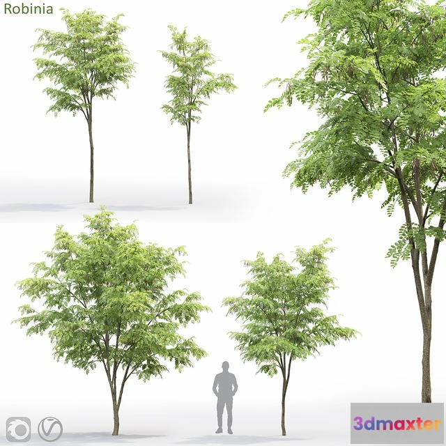 1543259 - Robinia 3D Max