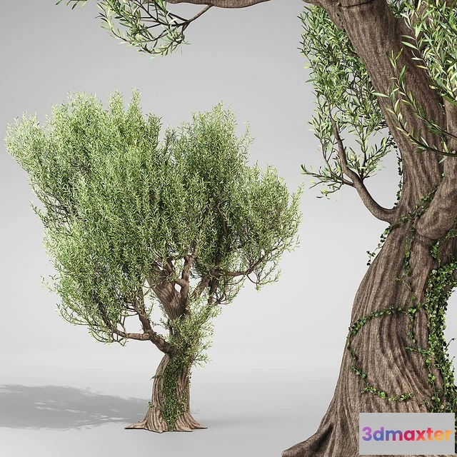 1544203 - Olive Tree With Vines 3D Max