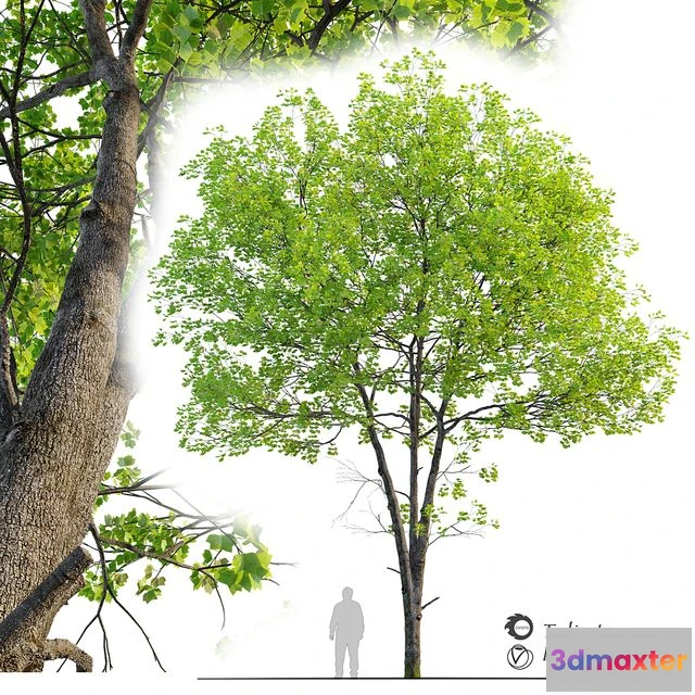 1544879 - Tulip tree 3D Max