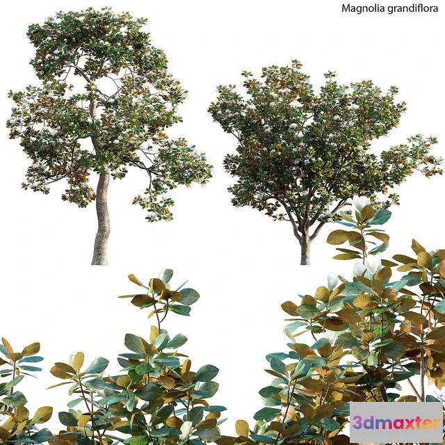 1545313 - Magnolia Grandiflora 02 3D Max