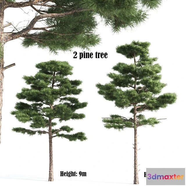 1545450 - 2 pine vray 3D Max