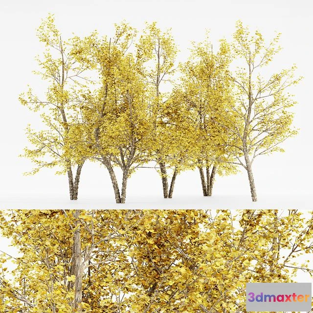 1546187 - River Birch fall 5 TREE 3D Max