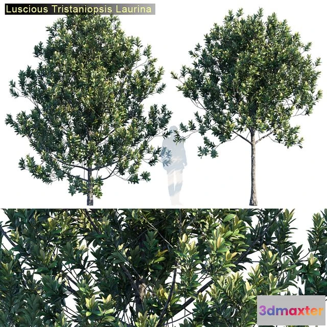 1546325 - Tristanopsis Laurina # 2 3D Max