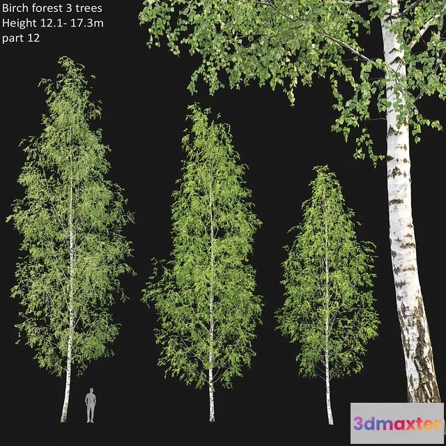1547043 - Birch forest part 12 3D Max