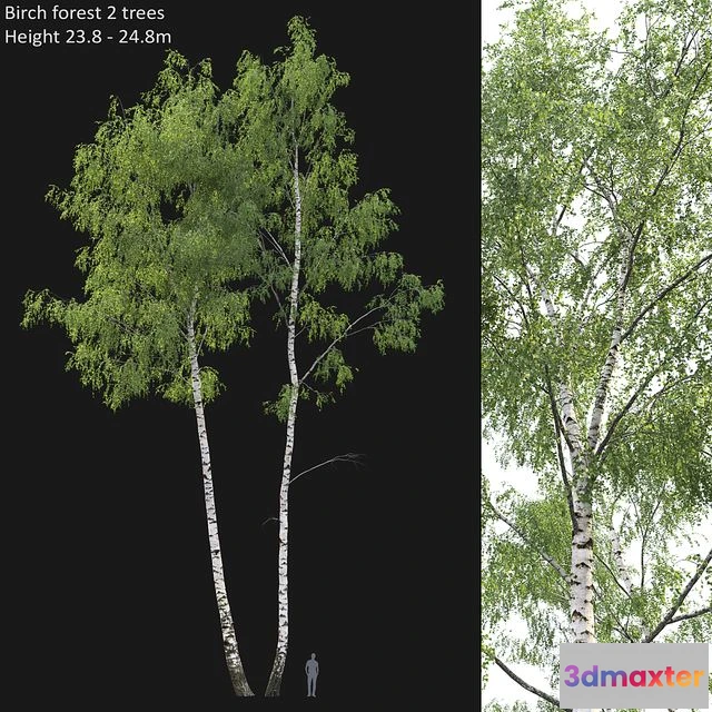 1547045 - Birch forest part 7 (23.8-24.8m) 3D Max