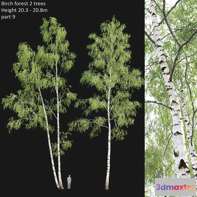 1547047 - Birch forest part 9 3D Max