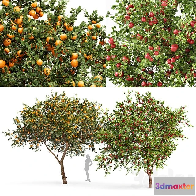 1548991 - Fruit trees orange and apple 3D Max
