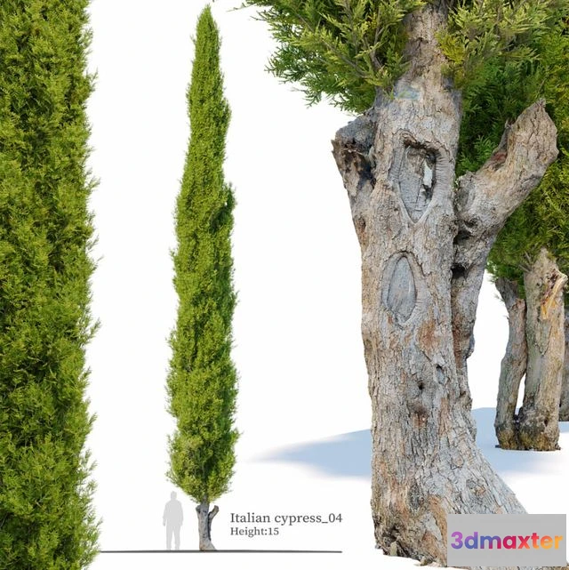 1549065 - Italian cypress_04 3D Max