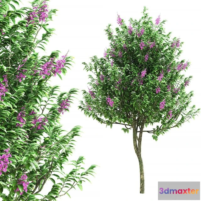 1549247 - Lagerstroemia speciosa tree 3D Max