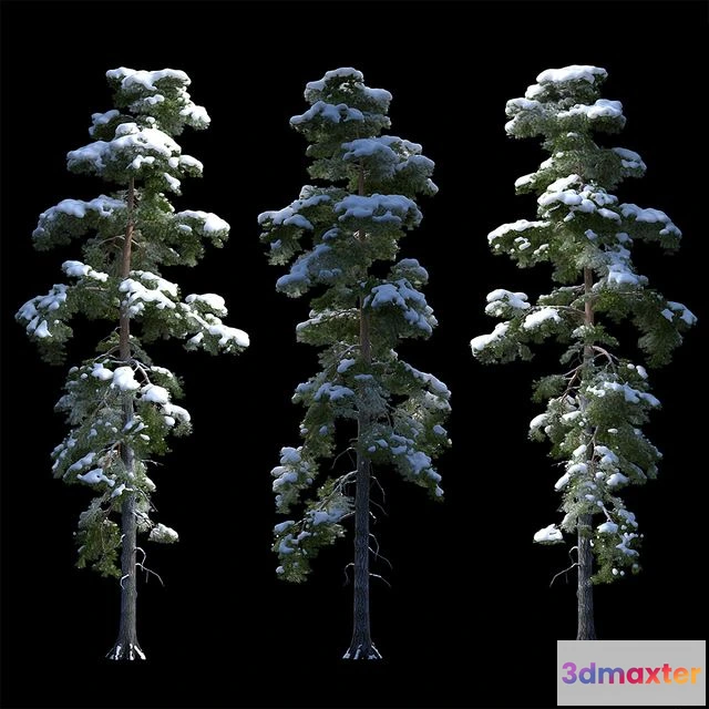 1549667 - A large pine tree in the snow 3D Max