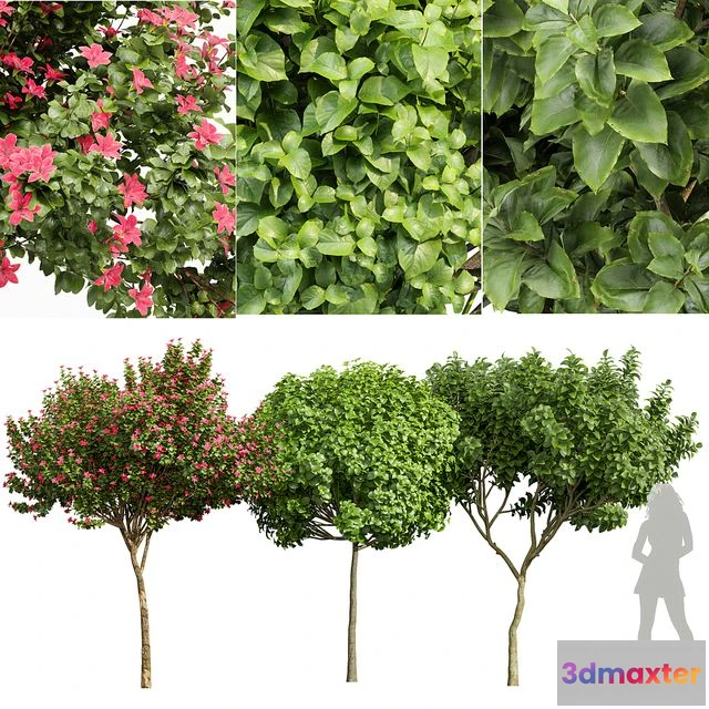 1551957 - Michelia Champaca and Catalpa Bignonioides and Orchid Fragrant Flower 3D Max