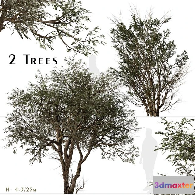 1552453 - Set of Ghaf Tree (Prosopis cineraria) (2 Trees) 3D Max