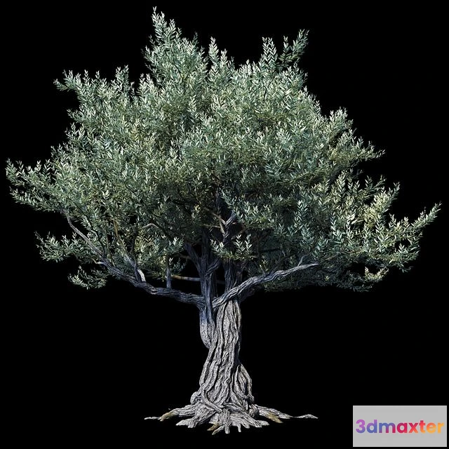 1553477 - Oliva European 01 3D Max