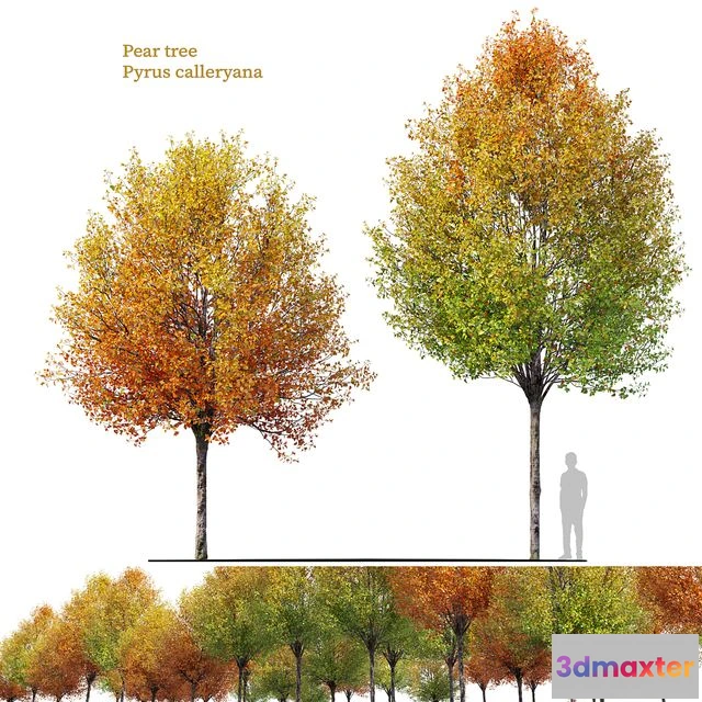 1553761 - Autumn pear tree 3D Max