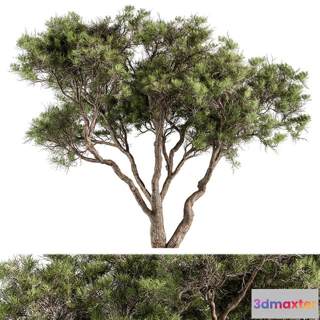 1554625 - Stone Pine Tree Set 190 3D Max