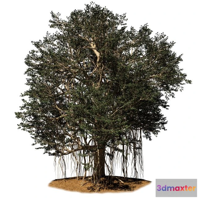 1555059 - banyan tree 3D Max